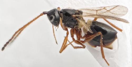 Réf. 296 524 : Glauraspidia microptera